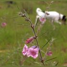 Glockenblume+Hund