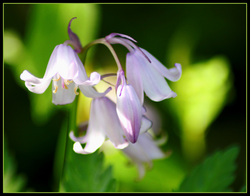 Glockenblumen