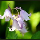 Glockenblumen