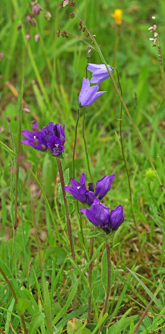 Glockenblumen