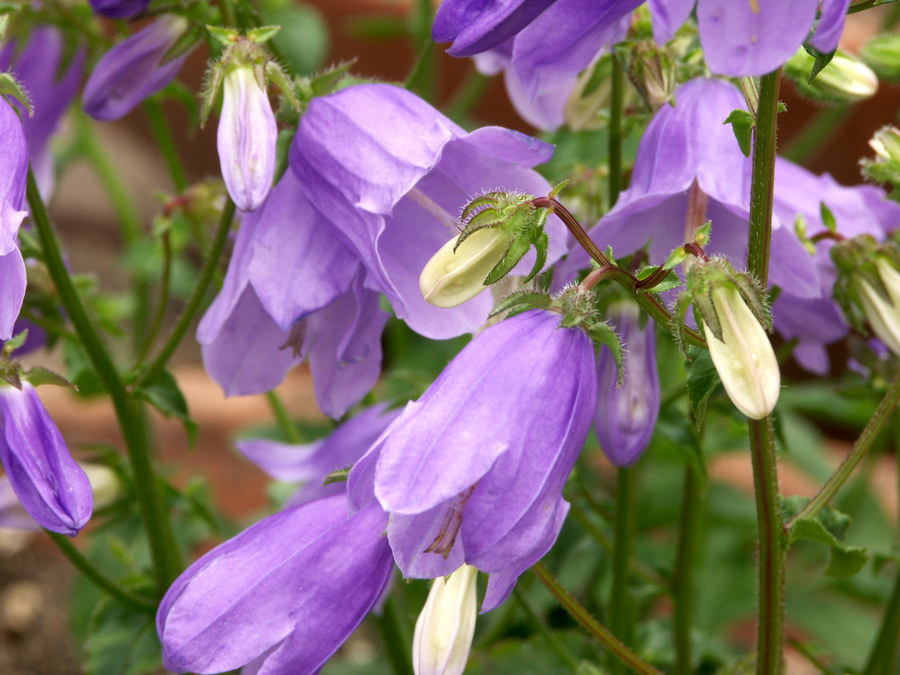 Glockenblumen