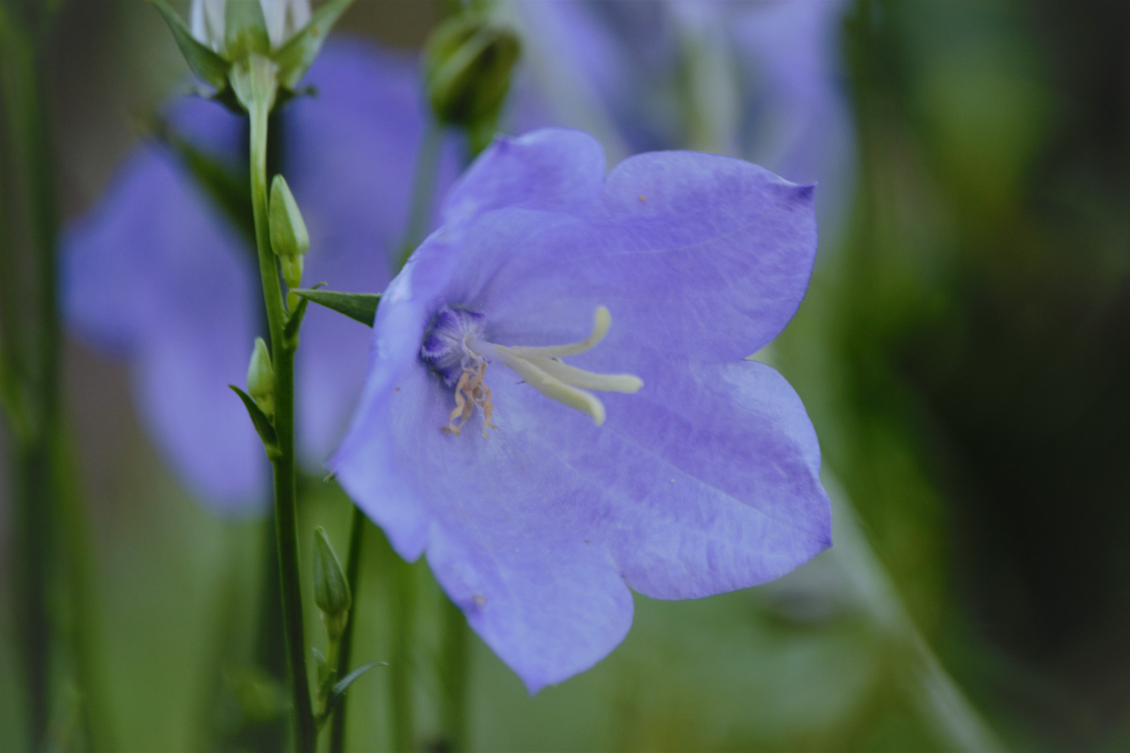 Glockenblumen