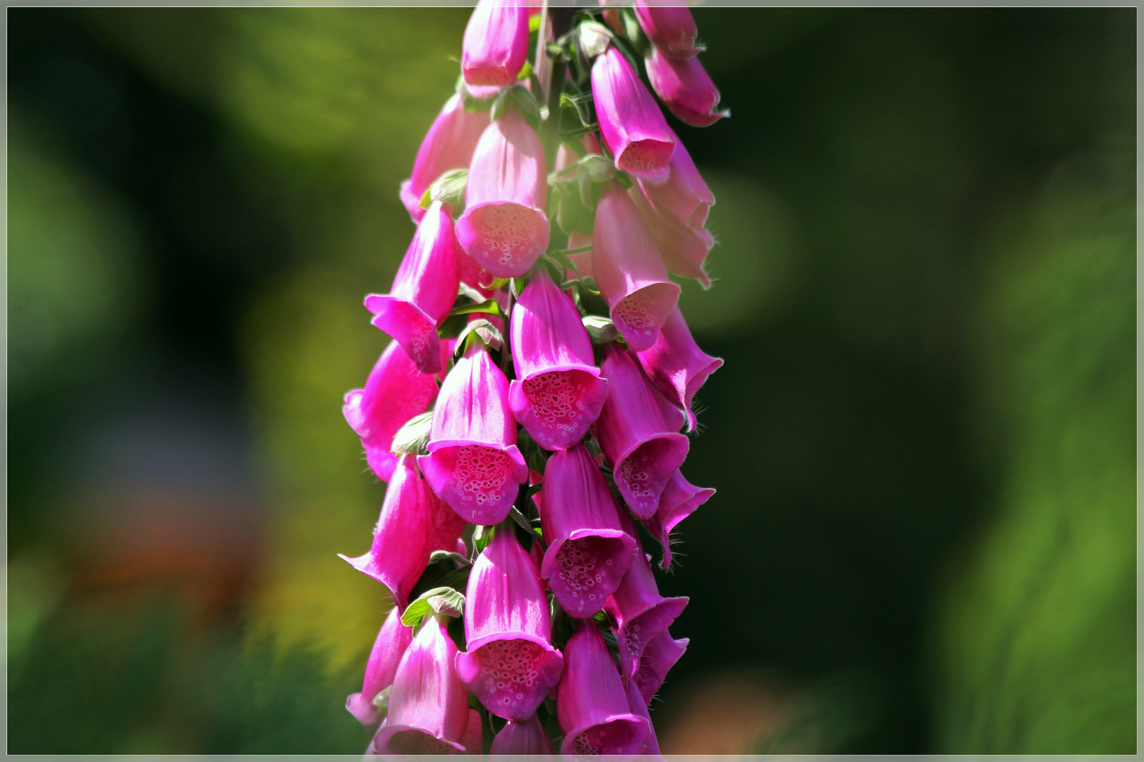 Glockenblumen