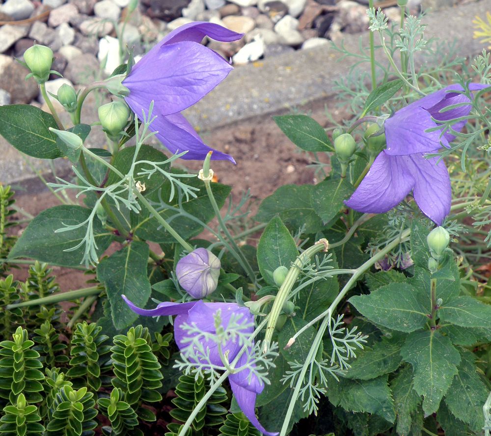 Glockenblumen