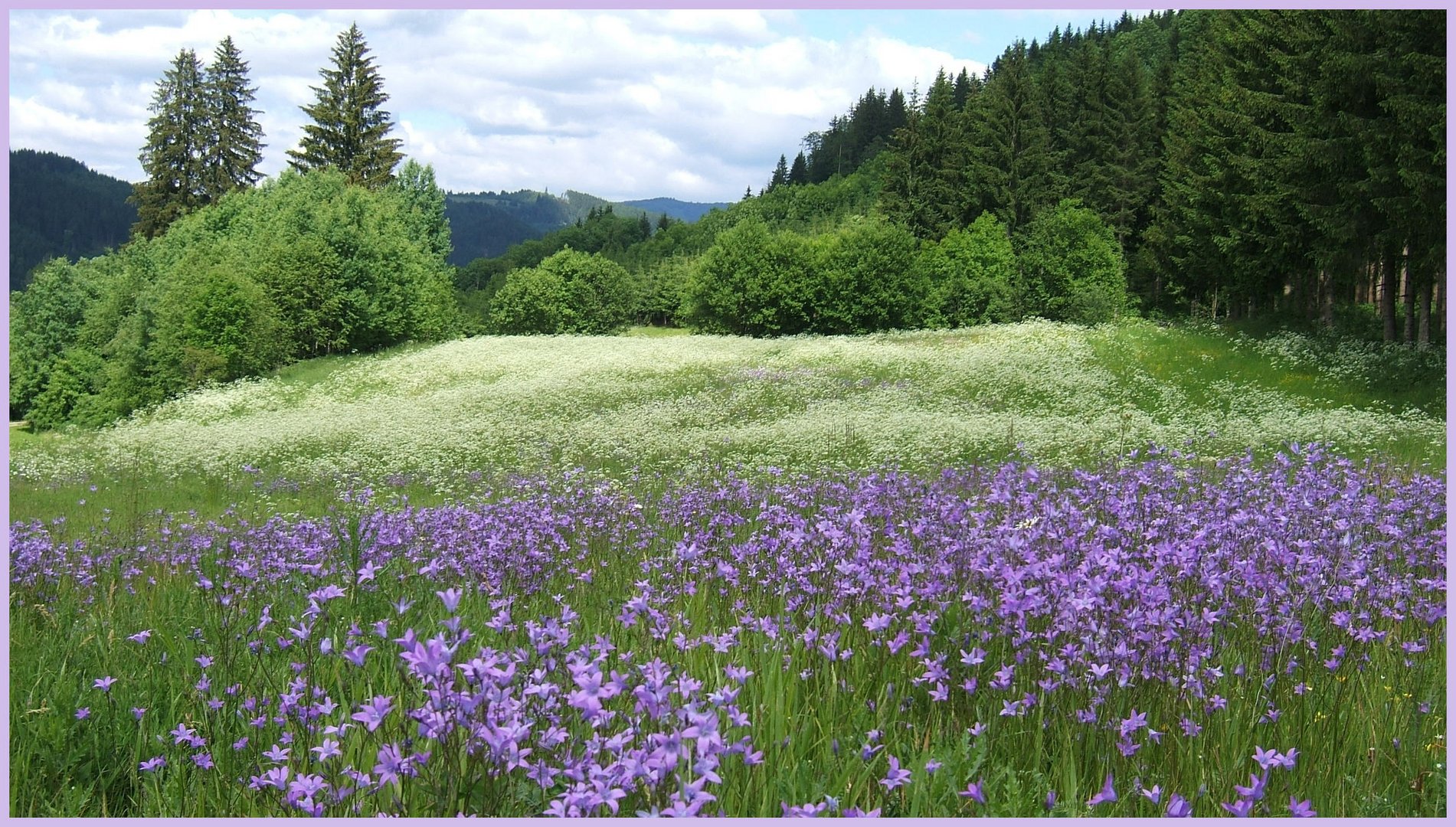 Glockenblumen