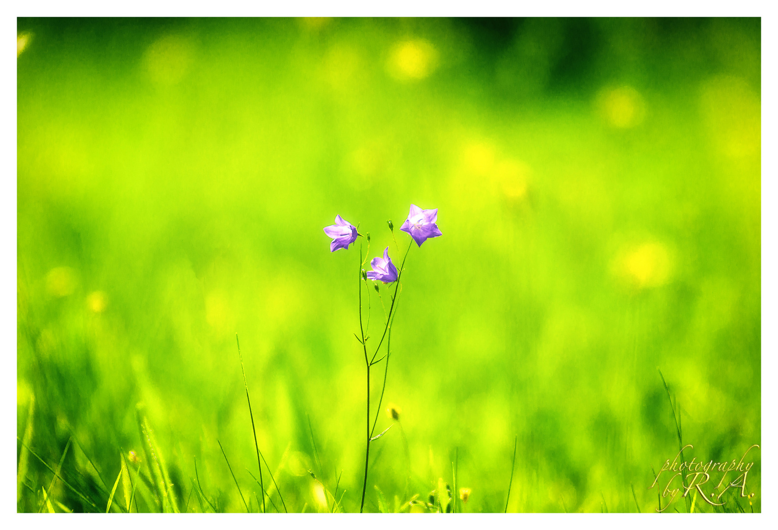 Glockenblumen