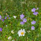 Glockenblumen