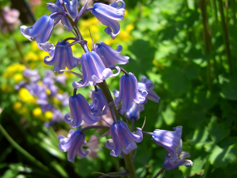 Glockenblumen