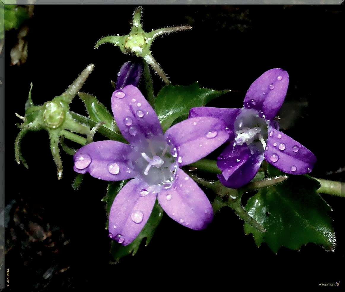 Glockenblumen