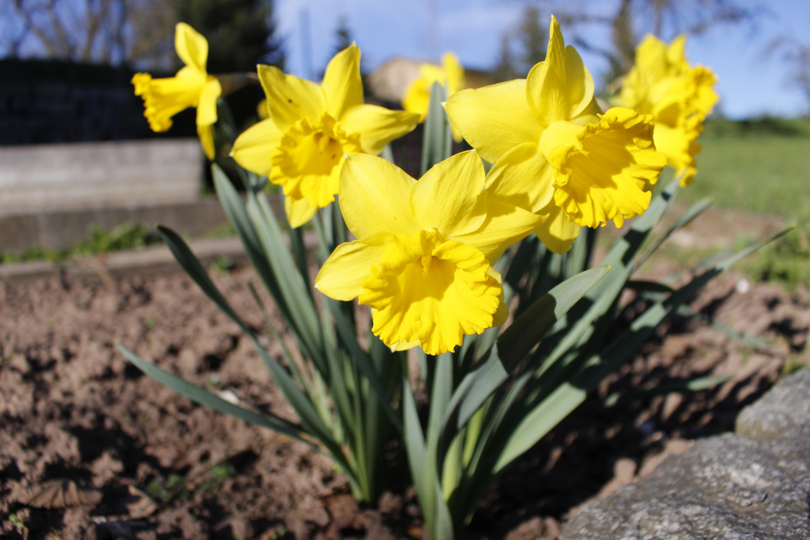 Glockenblumen