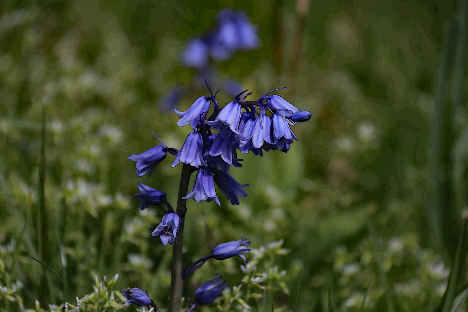 Glockenblumen