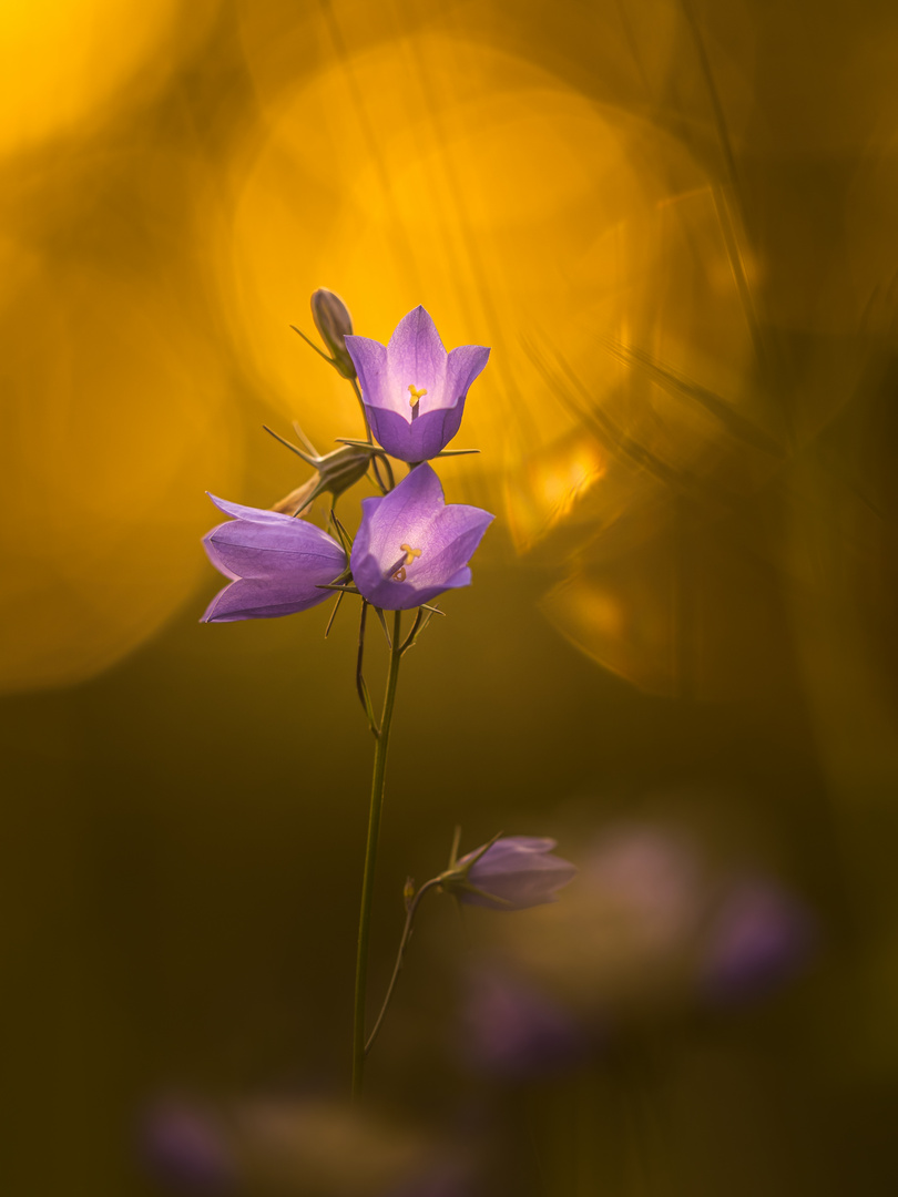 Glockenblumen