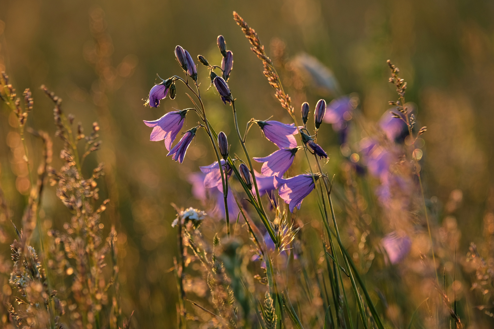 Glockenblumen 