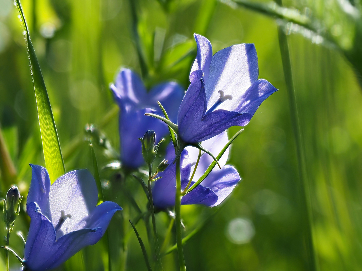 Glockenblumen