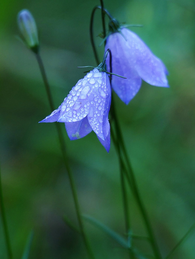 Glockenblumen