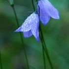 Glockenblumen