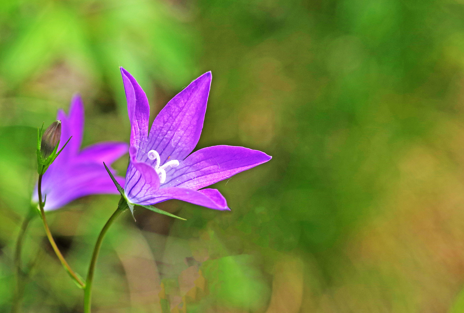 Glockenblumen