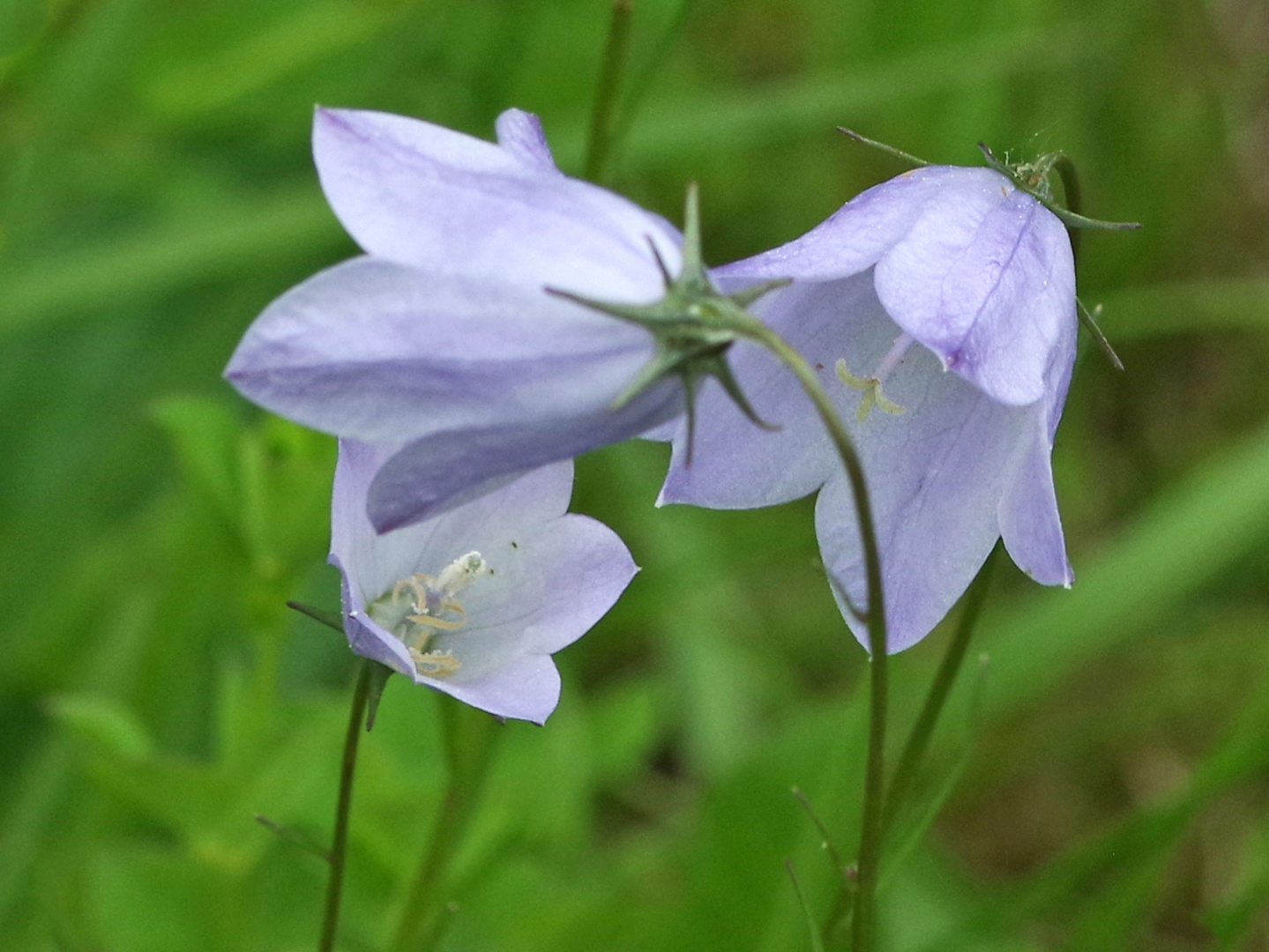 Glockenblumen