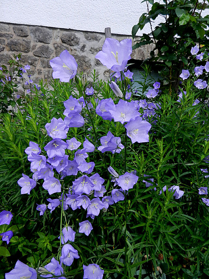 Glockenblumen