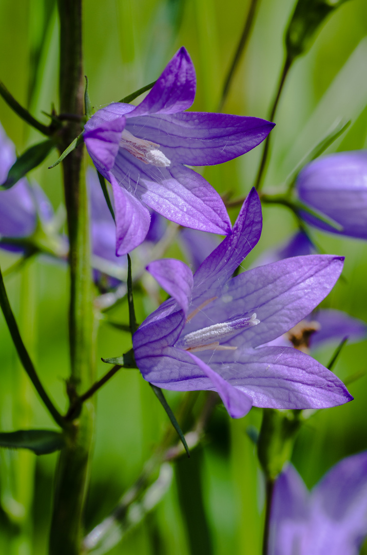 Glockenblumen