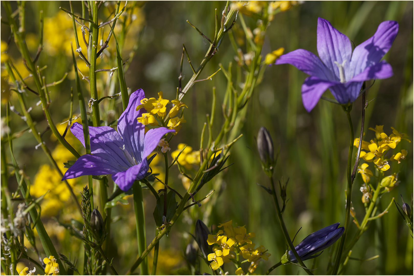 Glockenblumen