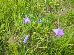 Glockenblumen