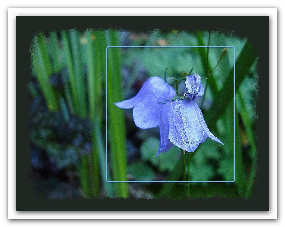 Glockenblumen