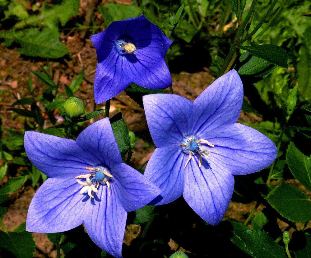 Glockenblumen