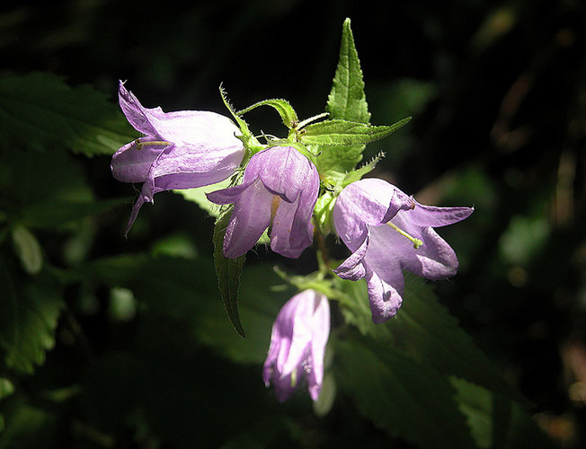 Glockenblumen