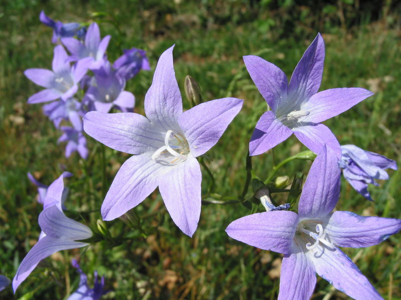 Glockenblumen