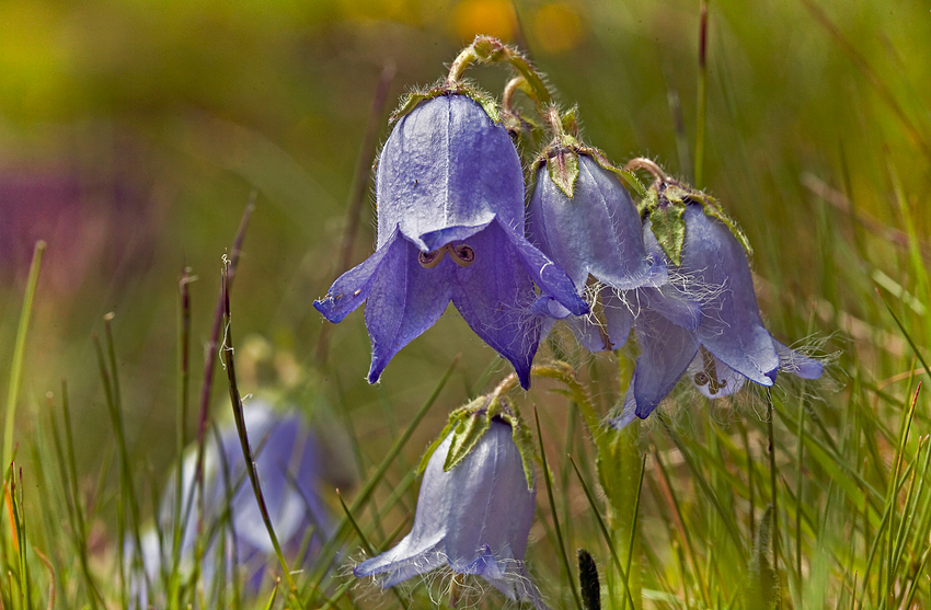 Glockenblumen