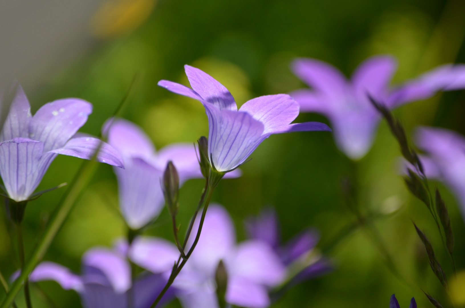 Glockenblumen