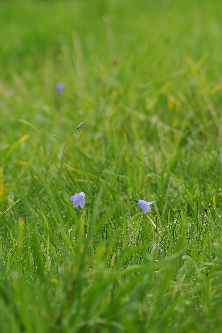 Glockenblumen