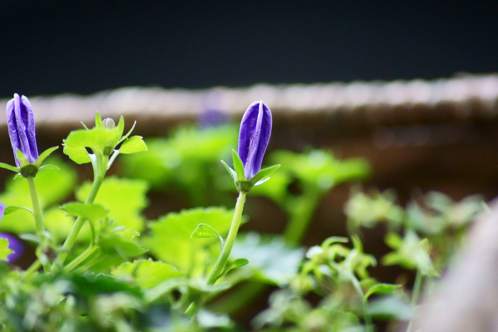 Glockenblumen