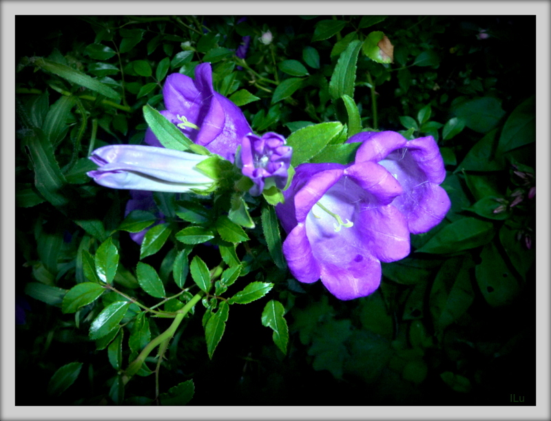 Glockenblumen am Abend