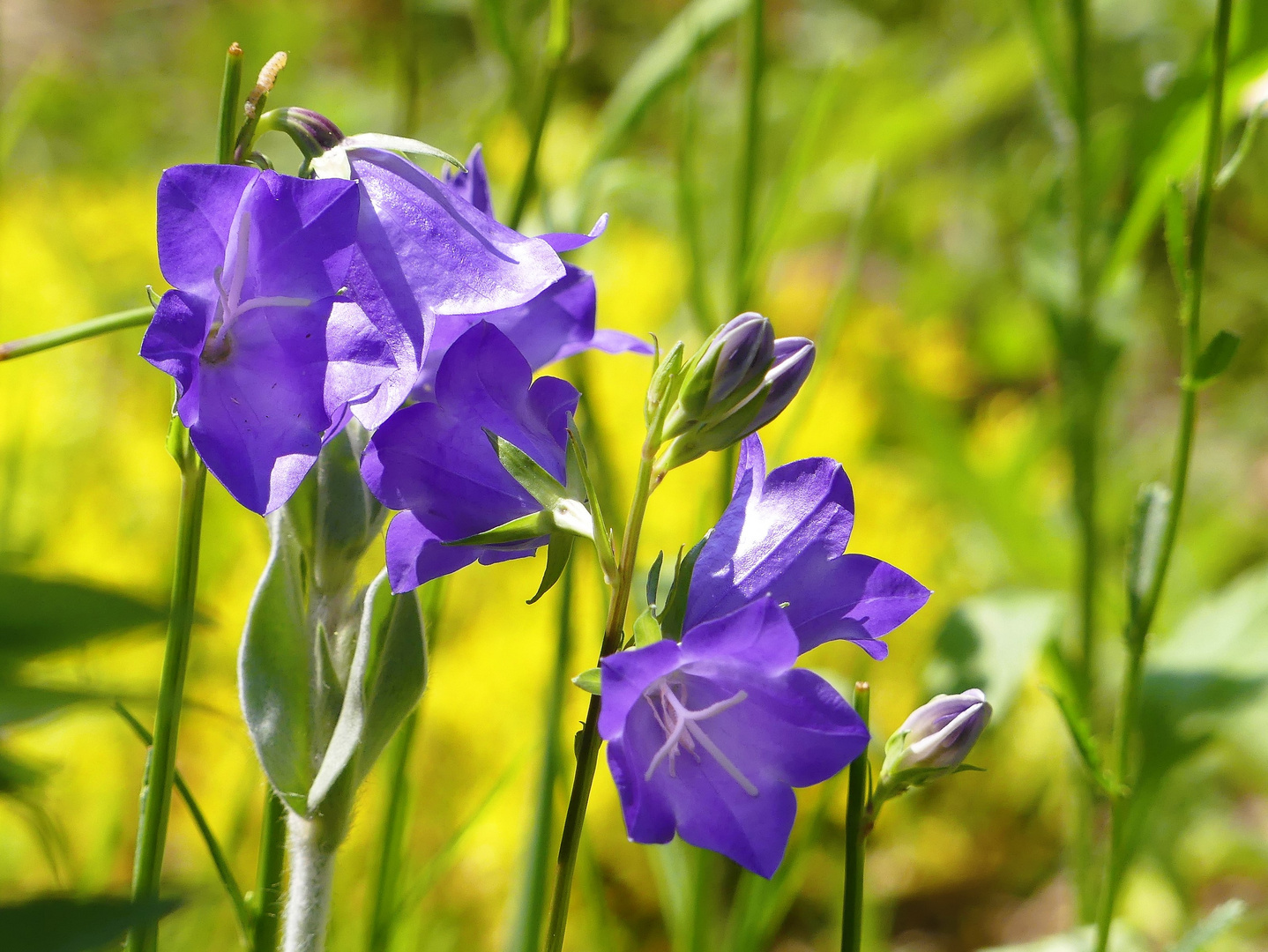 Glockenblumen am Blauen Montag