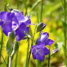 Glockenblumen am Blauen Montag