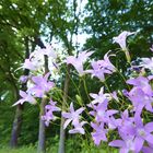 Glockenblumen am Radweg