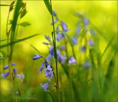 Glockenblumen am Wegrand