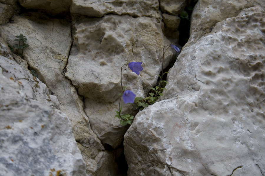 Glockenblumen an der Kampenwand