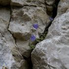 Glockenblumen an der Kampenwand