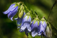 Glockenblumen auf den Bergen Südtirols