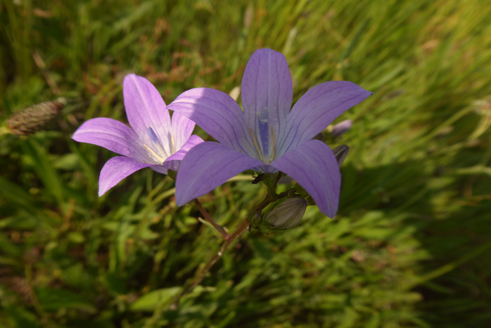 Glockenblumen auf der Wiese