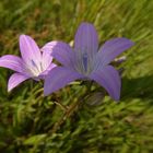 Glockenblumen auf der Wiese