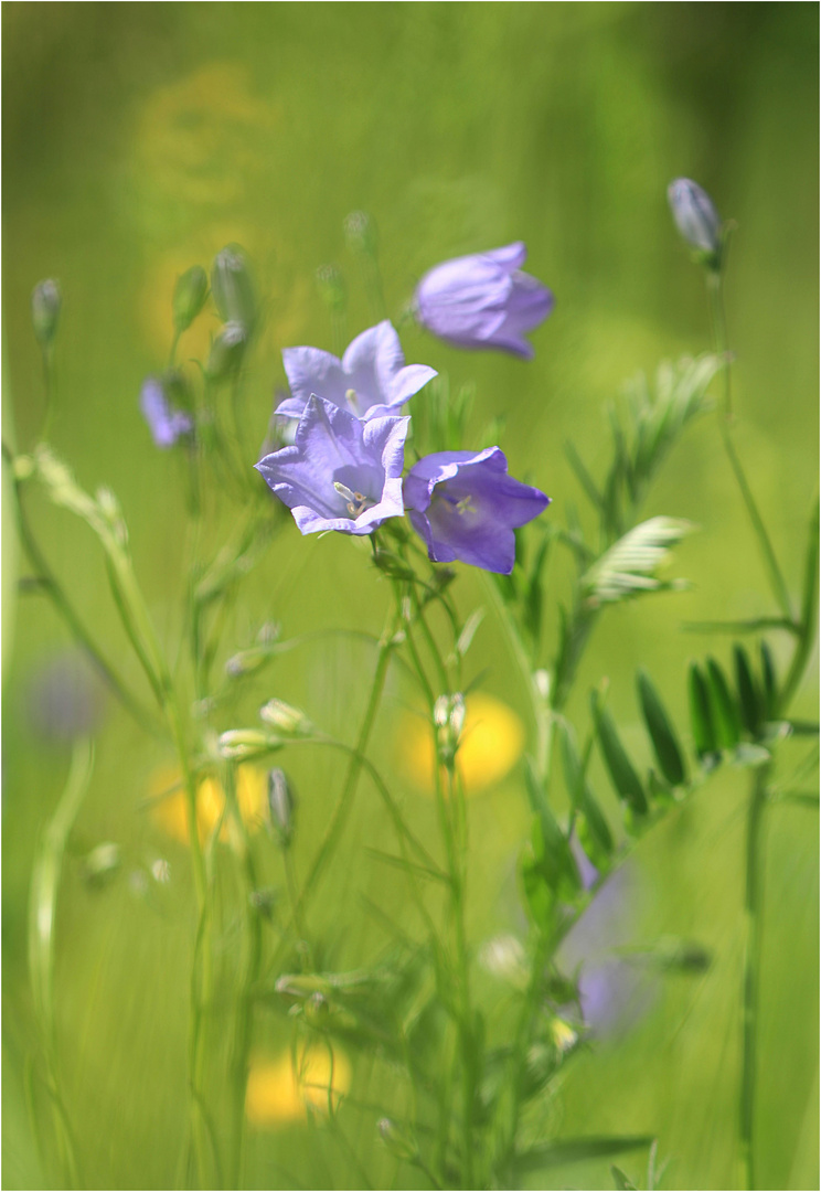 Glockenblumen auf der Wiese