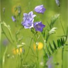 Glockenblumen auf der Wiese