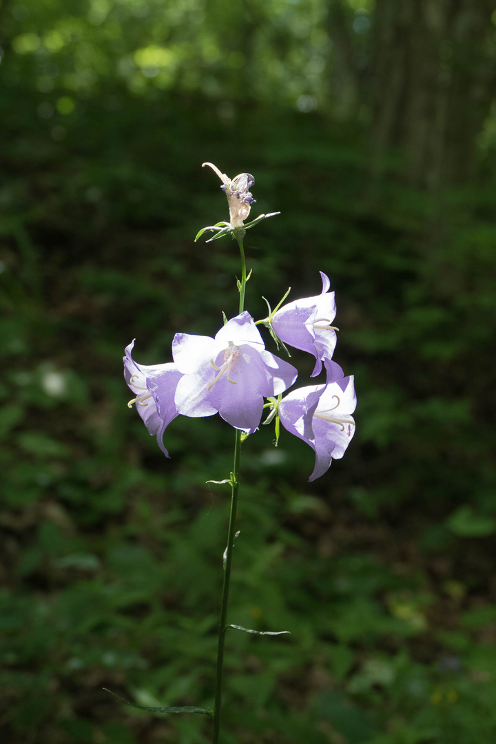 Glockenblumen aus dem Nationalpark Thayatal