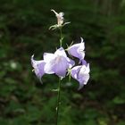 Glockenblumen aus dem Nationalpark Thayatal