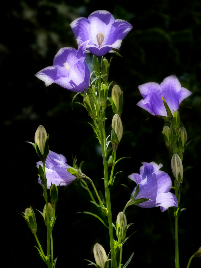 glockenblumen-blau