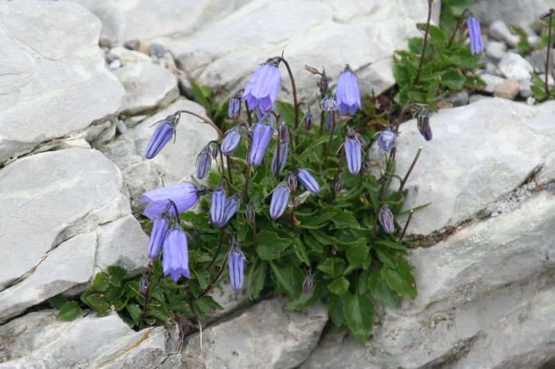 Glockenblumen